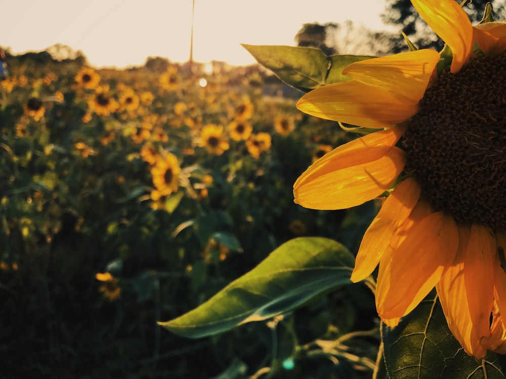 sunflower field during daytime