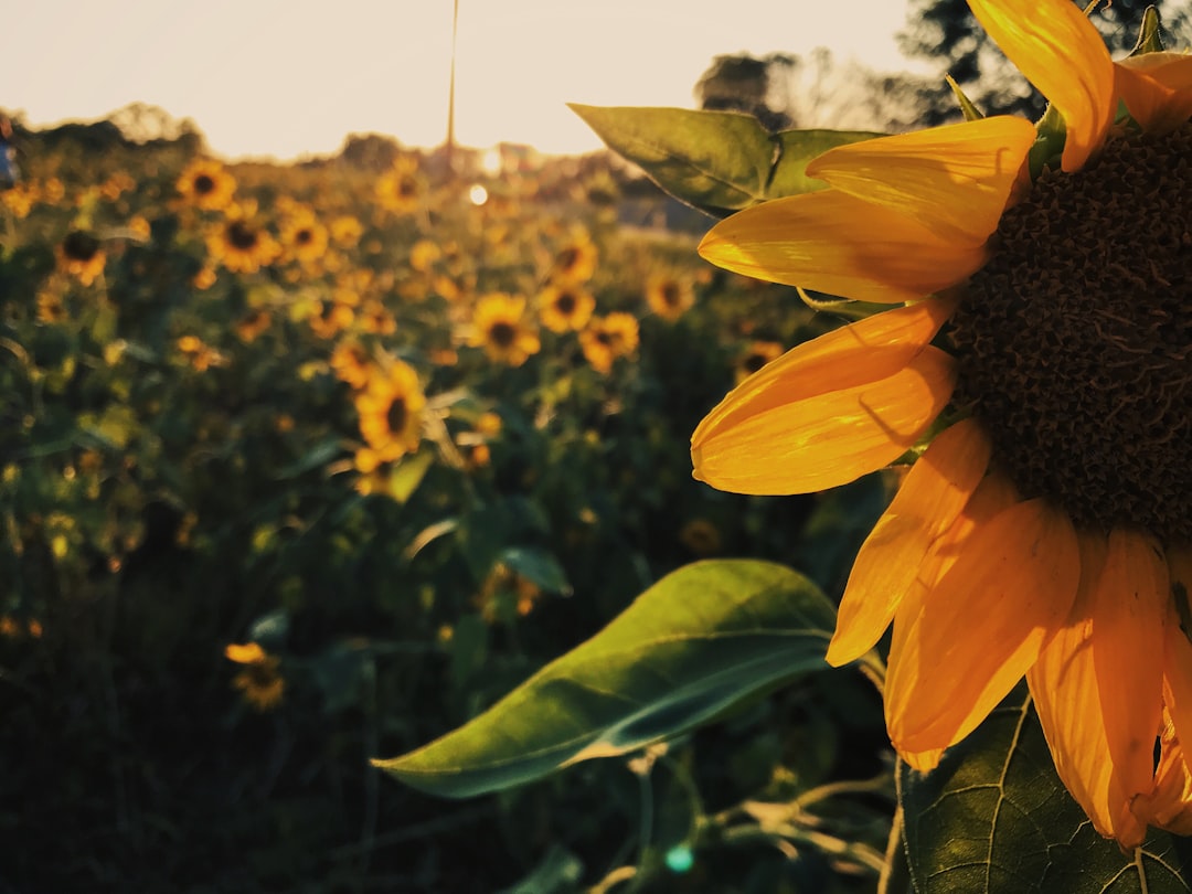 Sunflower during sunset