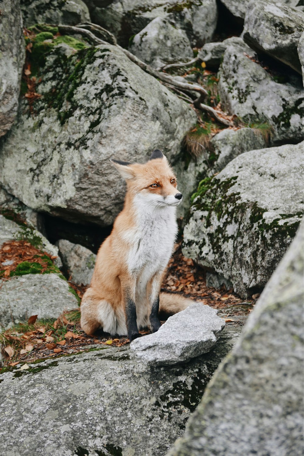 white and brown fox sitting on rocky mountain