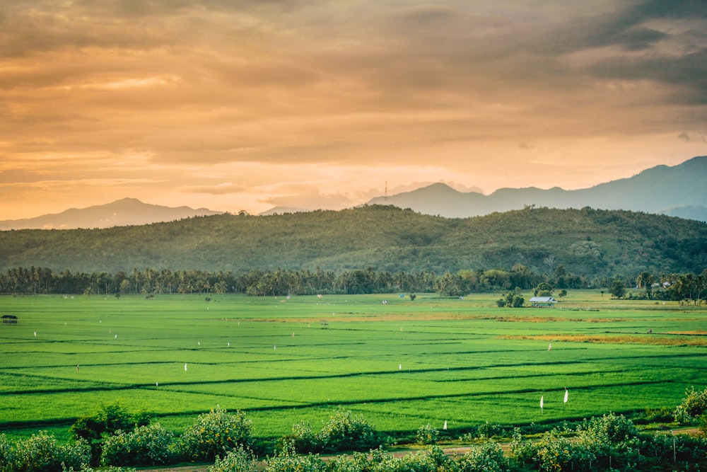 green fields