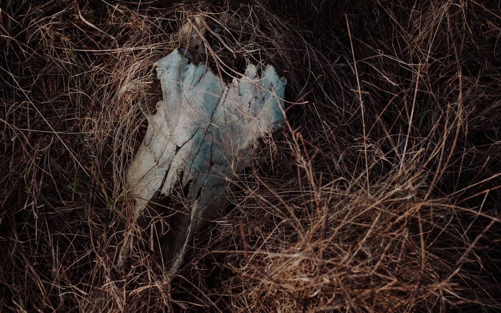 animal skull on hay