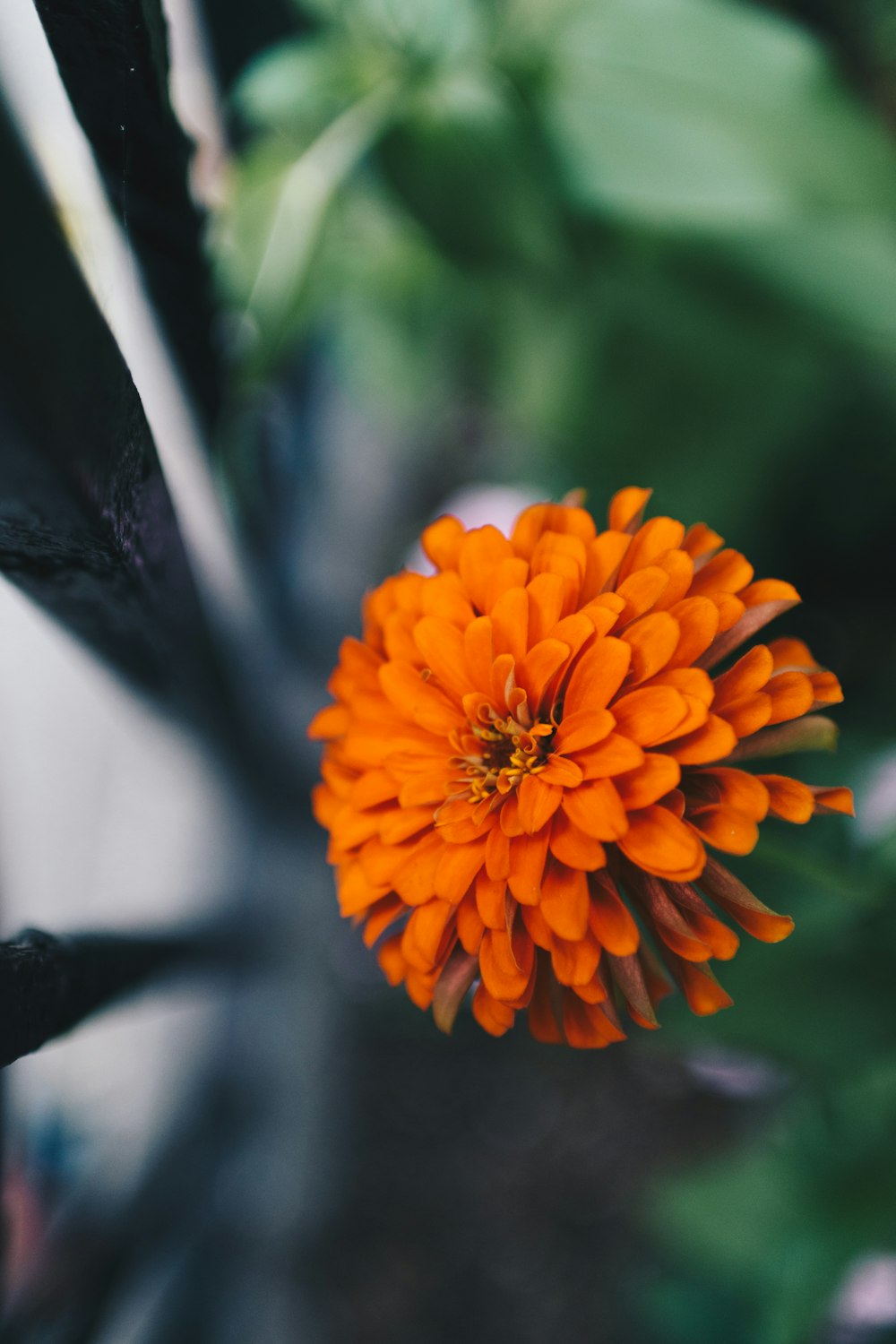 オレンジ色の花びらの花