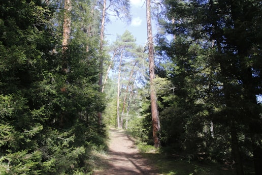 A serene forest path lined with towering pine and cedar trees, sunlight filtering through the leaves.