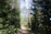 A serene mountain trail at dawn with soft light filtering through tall pine trees.