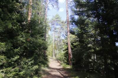A serene forest path lined with tall pine trees under soft morning light.