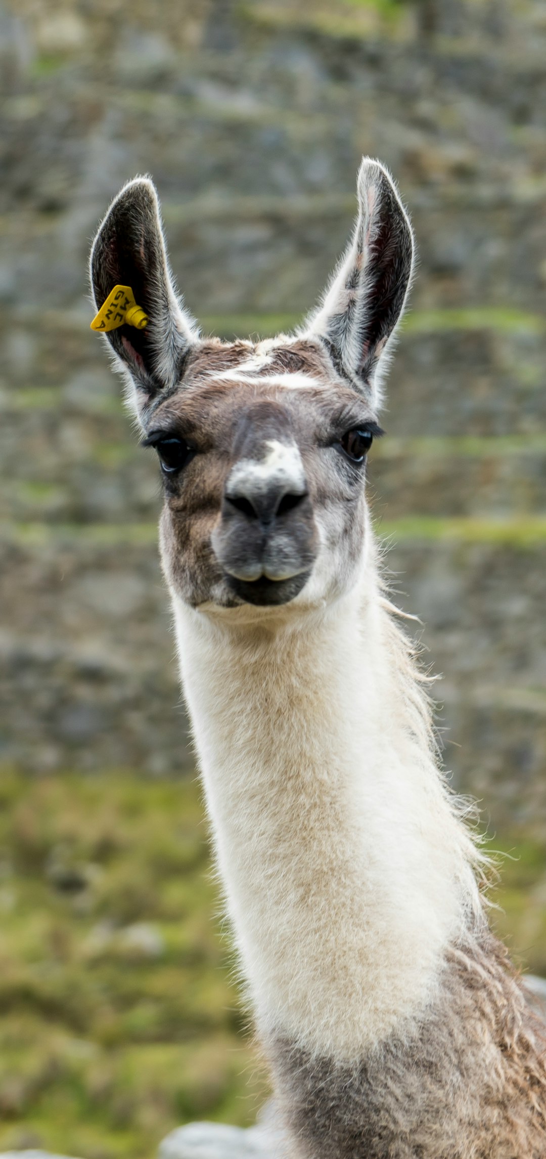 Wildlife photo spot Machu Picchu Machu Picchu