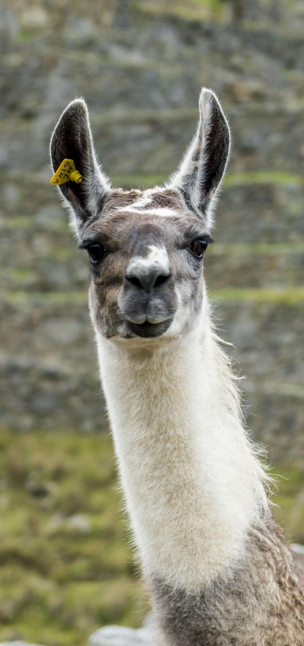 brown and white alpaca