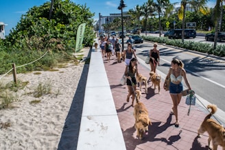A group of volunteers walking dogs in a sunny park.