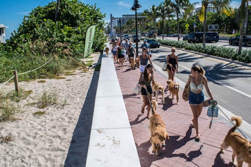 Volunteers walking dogs on a sunny trail.