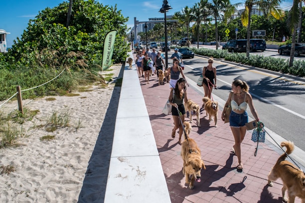 A group of people walking dogs along a sunny sidewalk near a beach area with palm trees in the background. The scene is lively with several golden retrievers and their owners enjoying the day. The path is lined with greenery and a beach access sign is visible.