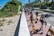A group of people walking dogs along a sunny sidewalk near a beach area with palm trees in the background. The scene is lively with several golden retrievers and their owners enjoying the day. The path is lined with greenery and a beach access sign is visible.