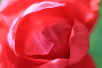 A soft-focus close-up of a delicate blush pink rose petal resting on creamy beige silk fabric.