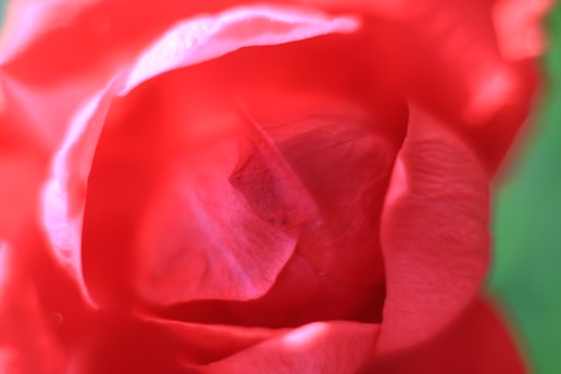 A soft-focus close-up of a delicate blush pink rose petal resting on creamy beige silk fabric.
