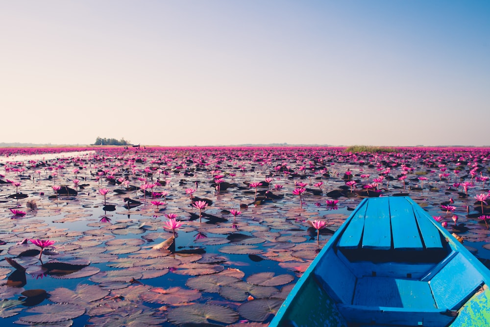 blue jon boat on body of water with lily flowers during daytime