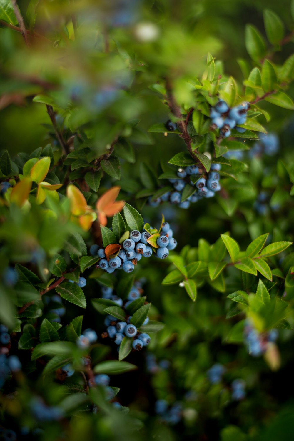 baies sur la plante