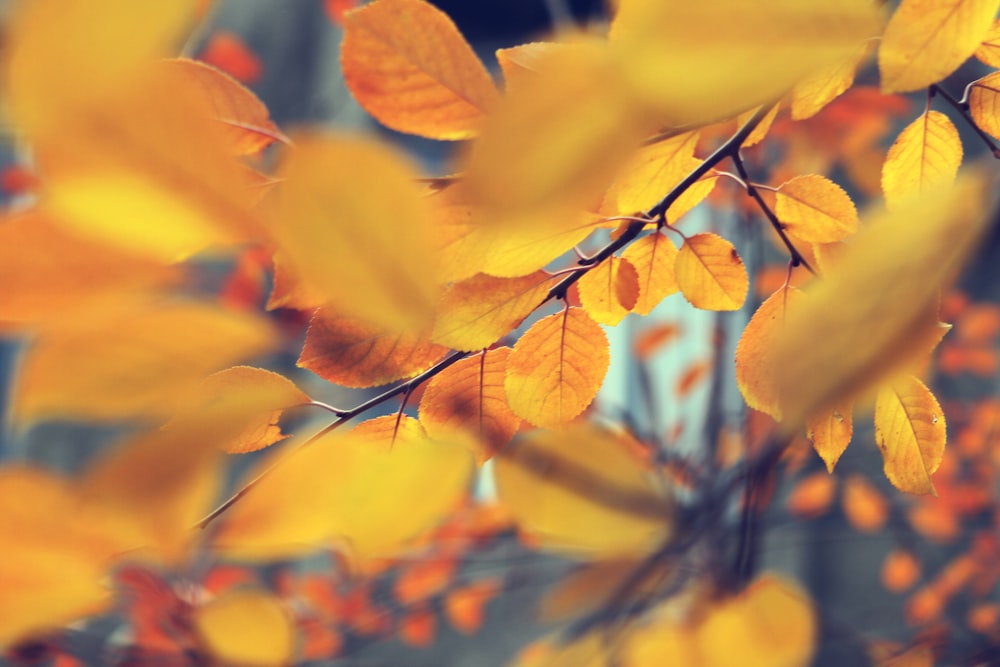 orange leaves