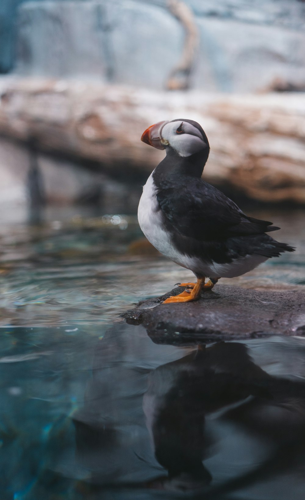 puffin bird standing on black stone