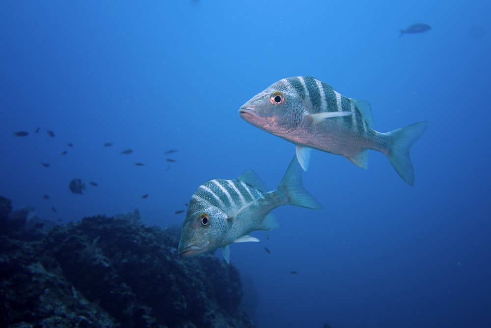 fotografia de foco raso de peixes