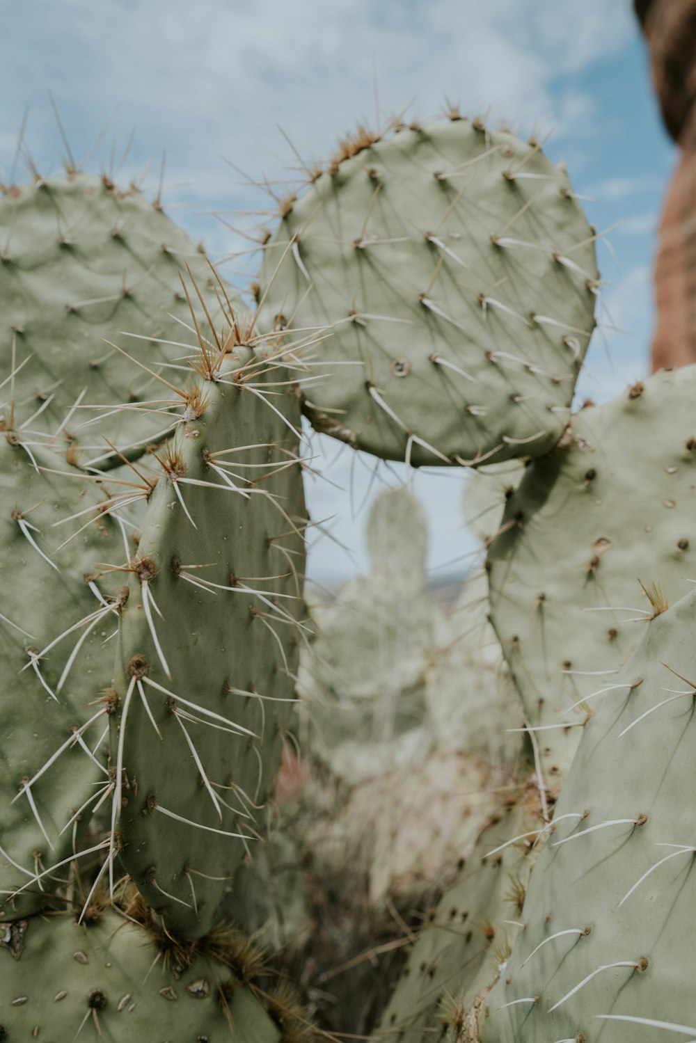 green cactus