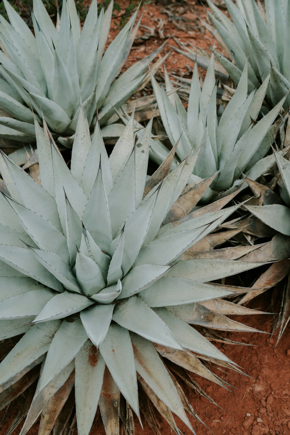 plantas de folhas verdes no solo