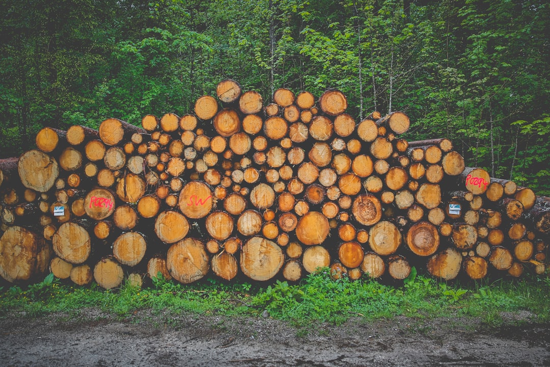 pile of logs near trees