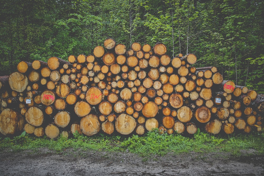 pile of logs near trees