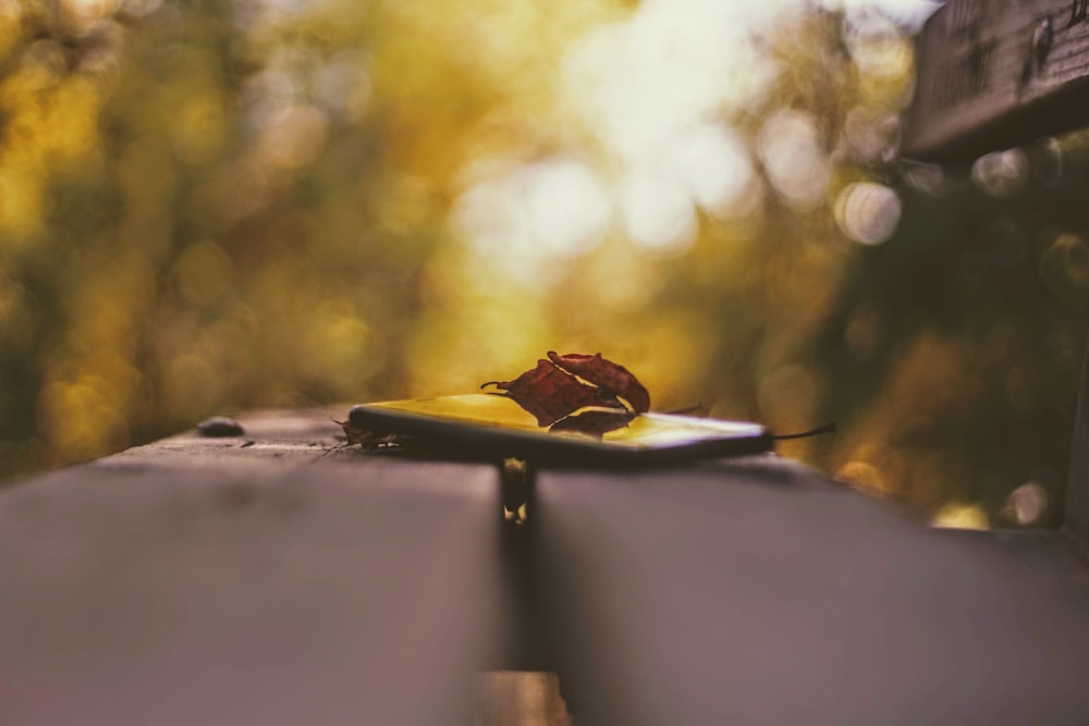 shallow focus photography of dried leaf