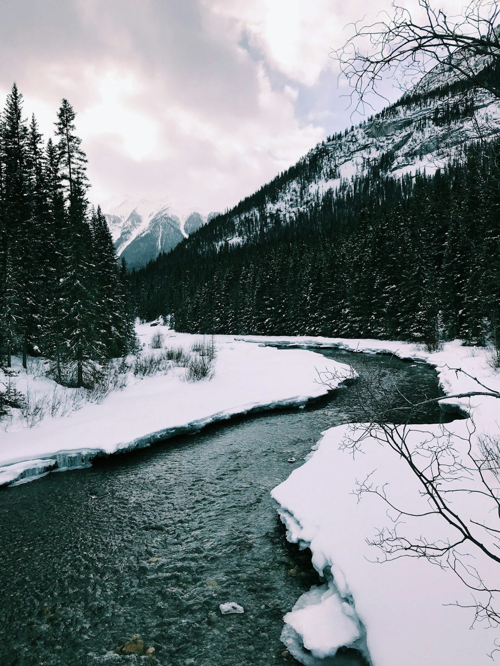 rivière entre les arbres couverts de neige