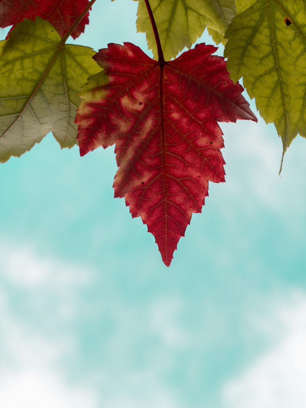 selective focus photography of red leaf plant