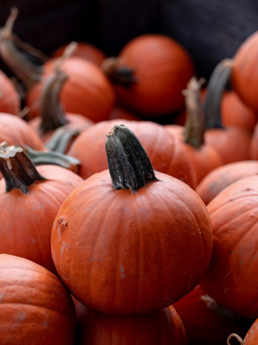 orange pumpkin lot