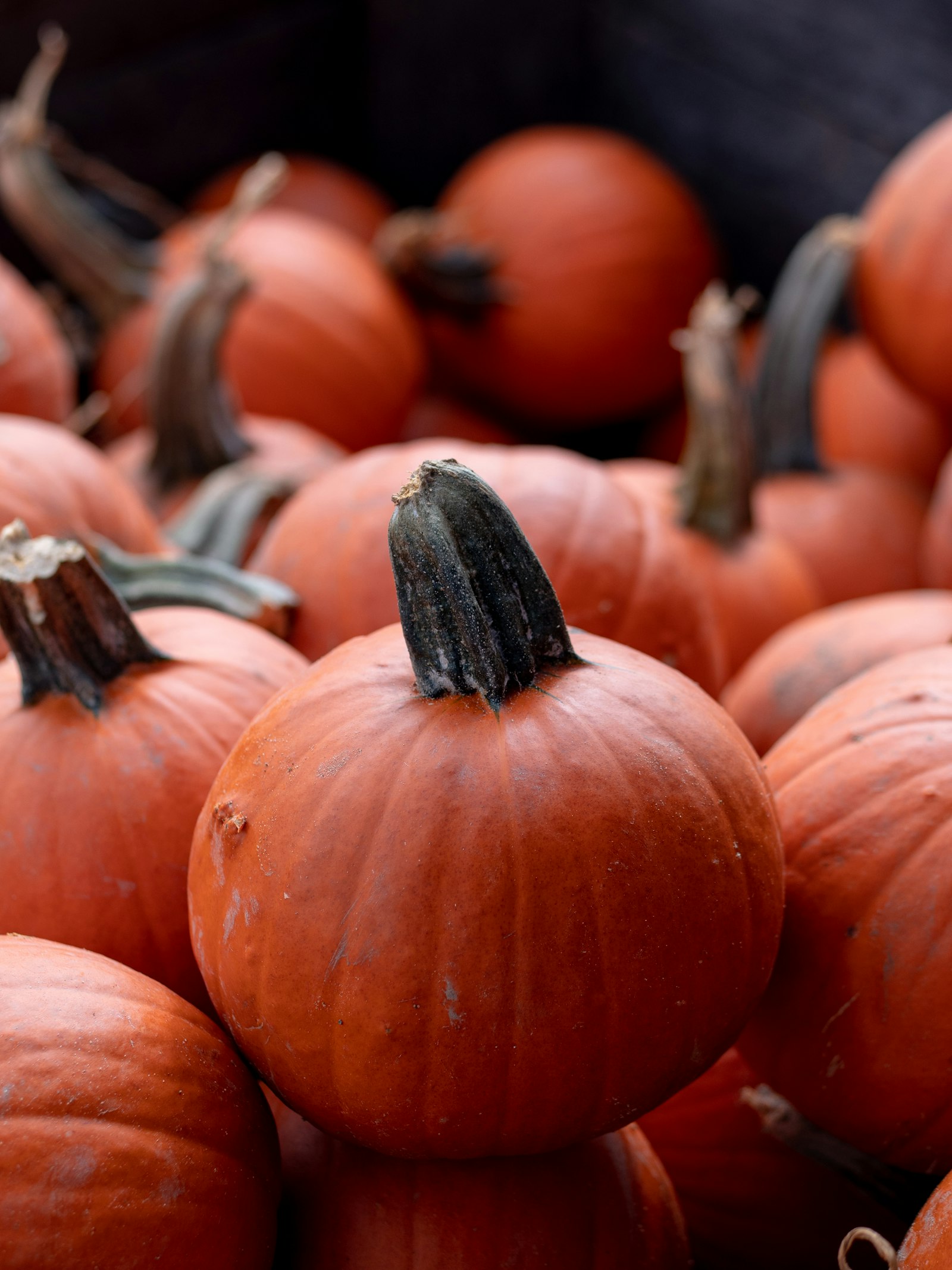 Panasonic Lumix DC-GX9 + Panasonic Lumix G 42.5mm F1.7 ASPH Power OIS sample photo. Orange pumpkin lot photography