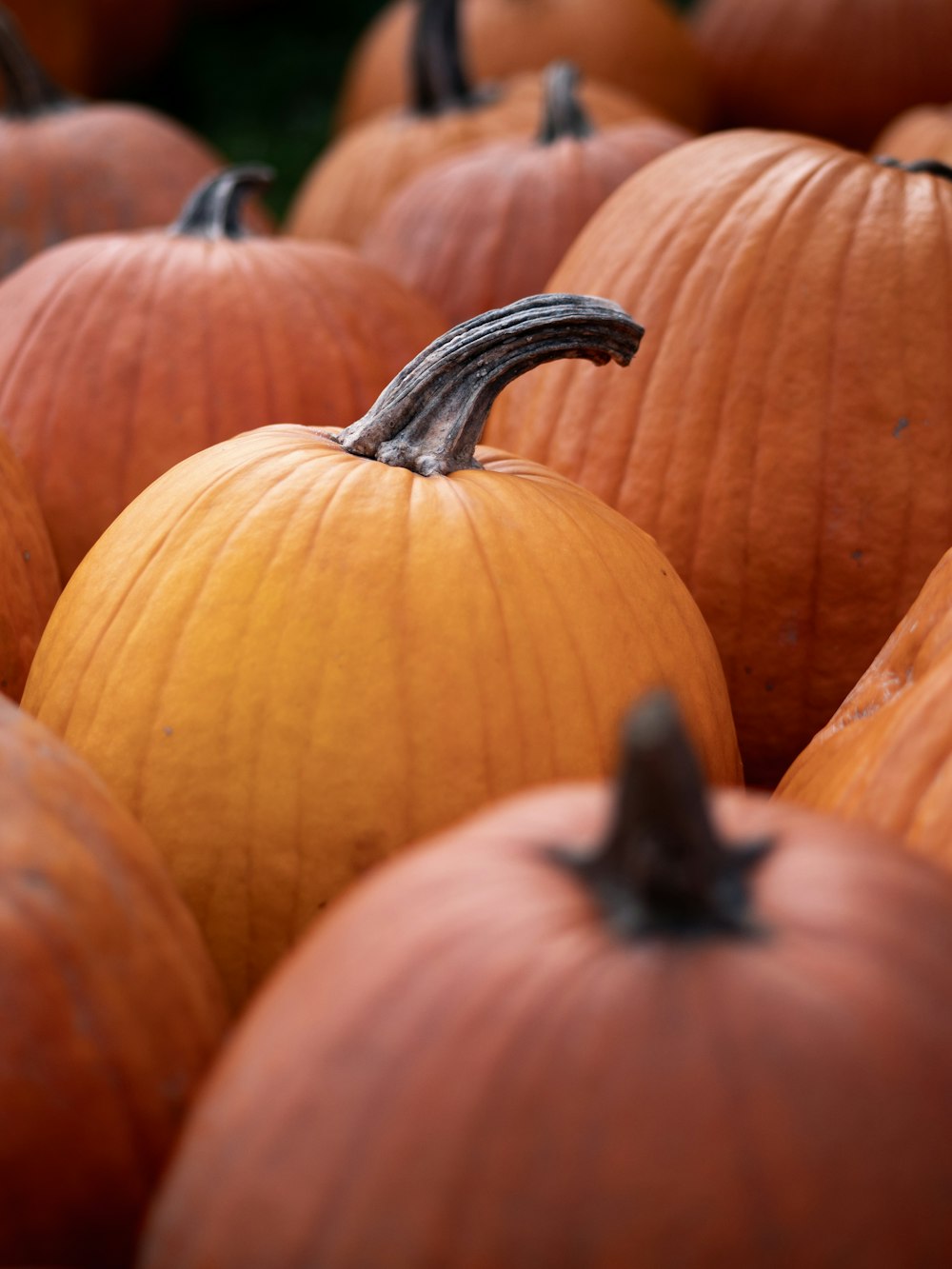 selective focus photography of bunch of pumpkins