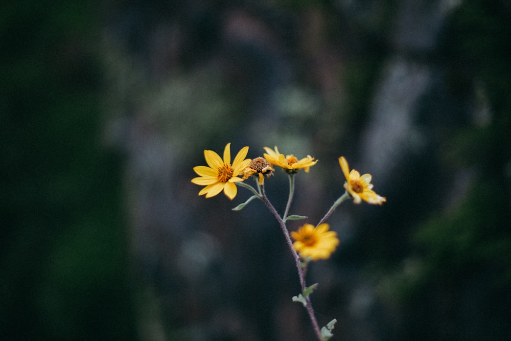 closeup photo of yellow petaled flower