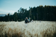 A group of people are walking through a field of tall grass, with large trees in the background under a clear blue sky. The people are wearing backpacks and outdoor clothing, suggesting a hiking or trekking activity.