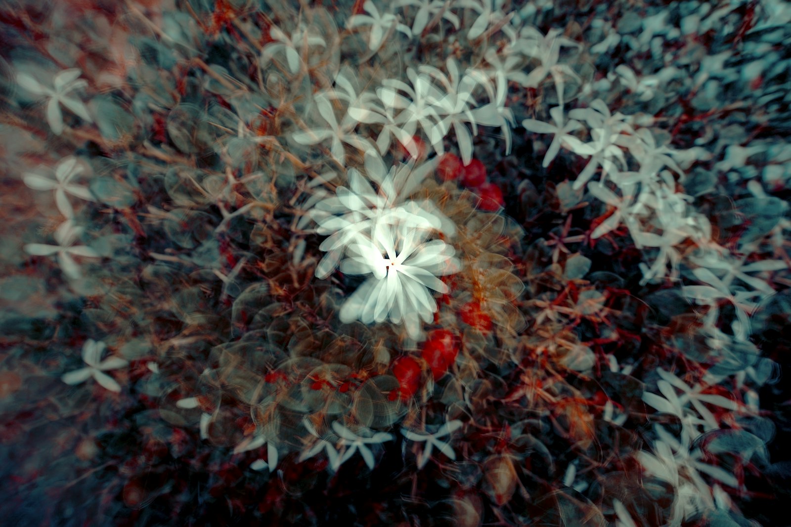 Olympus Zuiko Digital ED 12-60mm F2.8-4.0 SWD sample photo. Multicolored petaled flower illustration photography