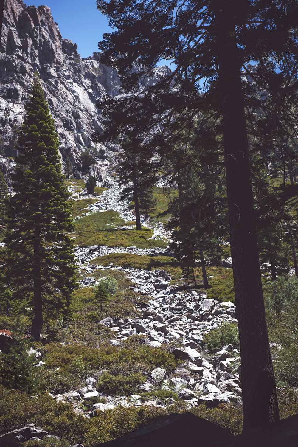 green-leafed trees