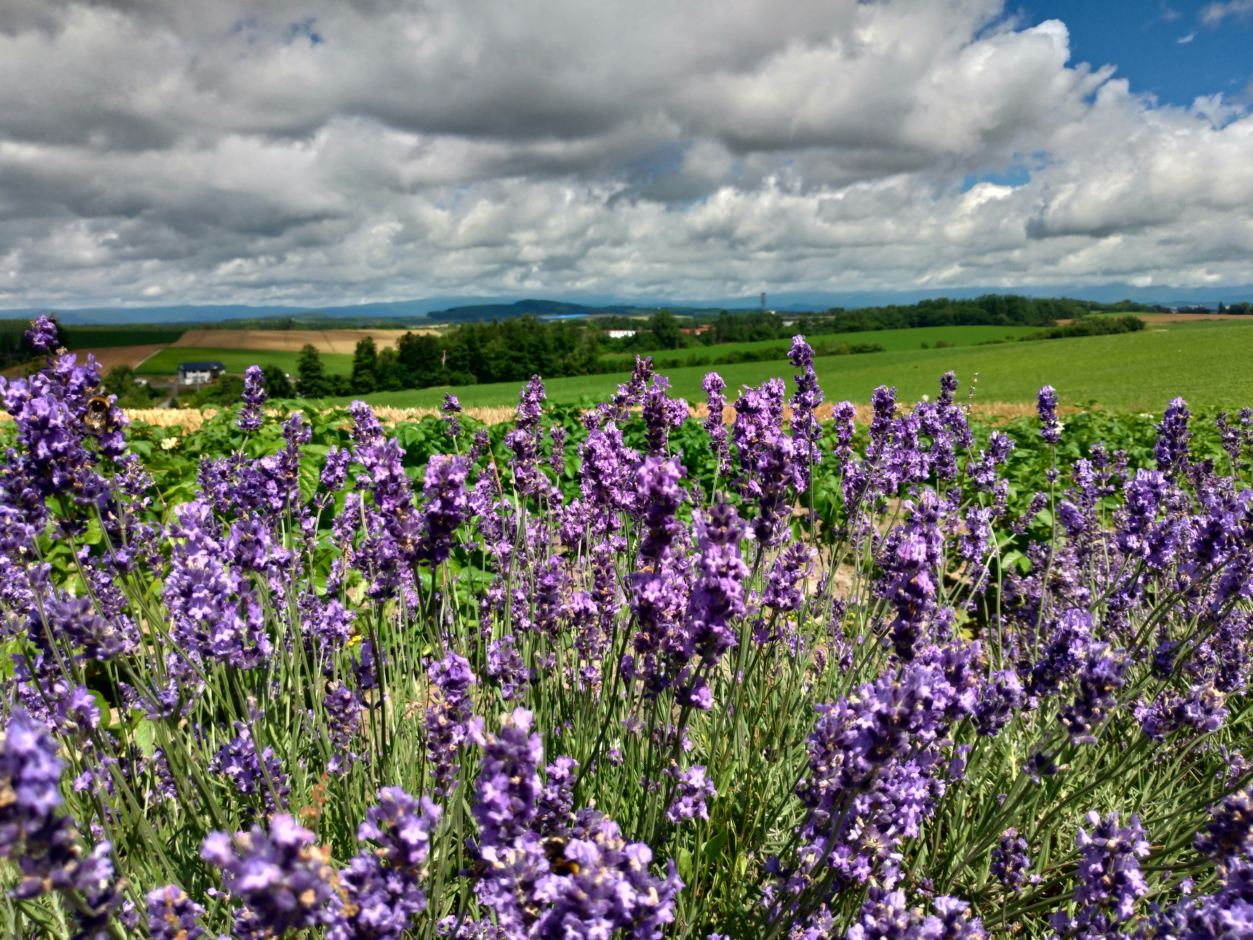 Fresh Lavender Products from Maryland