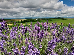 Lavender Calm Oil