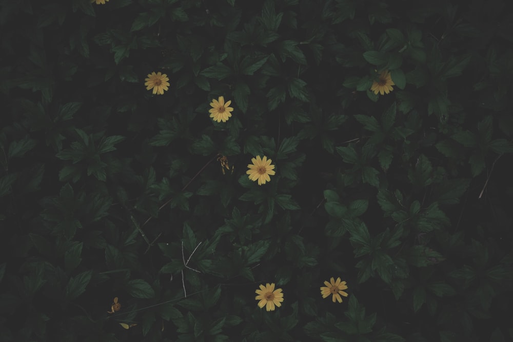 a bunch of yellow flowers that are on a bush