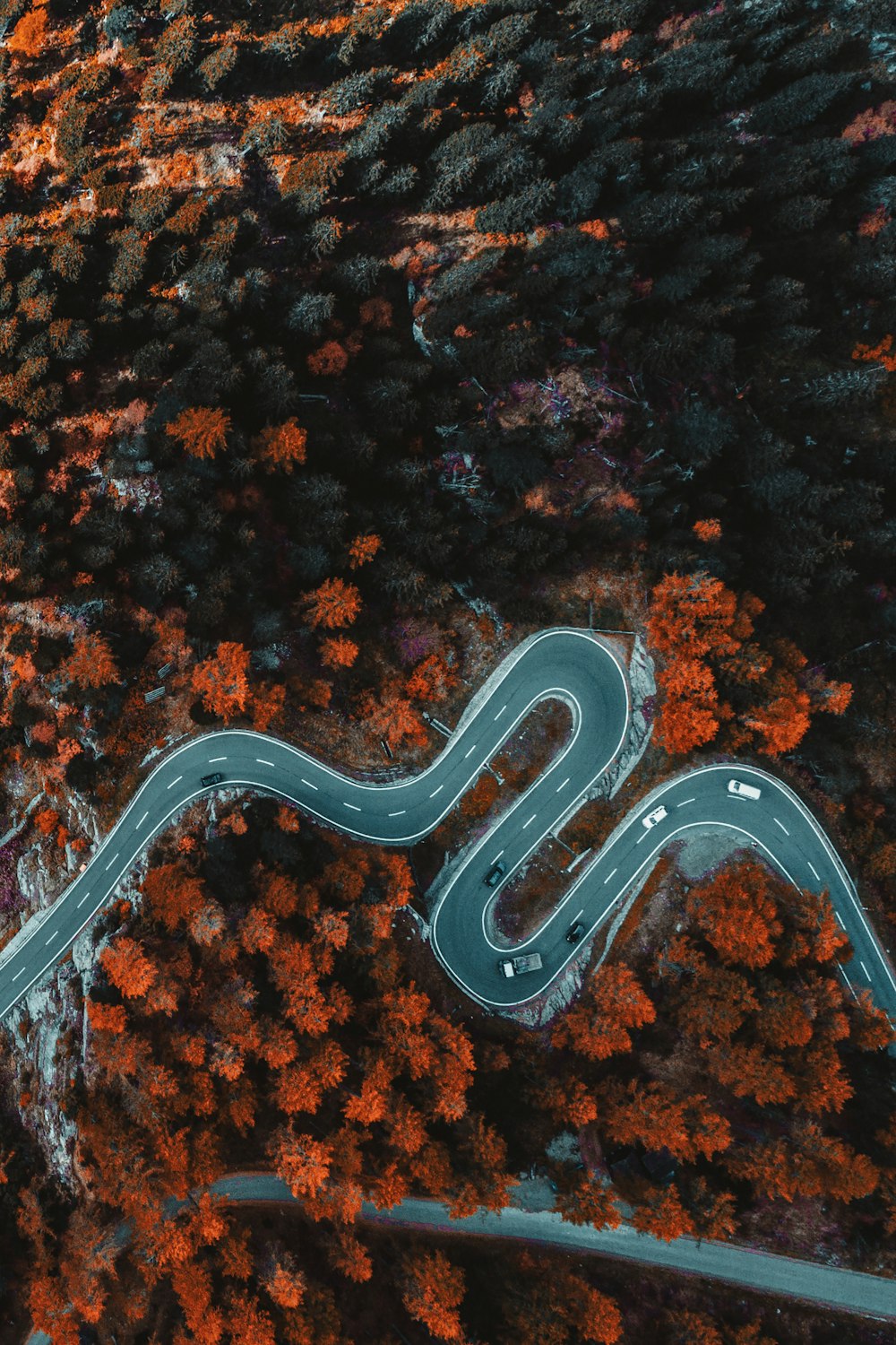 나무로 둘러싸인 아스팔트 도로의 항공 사진