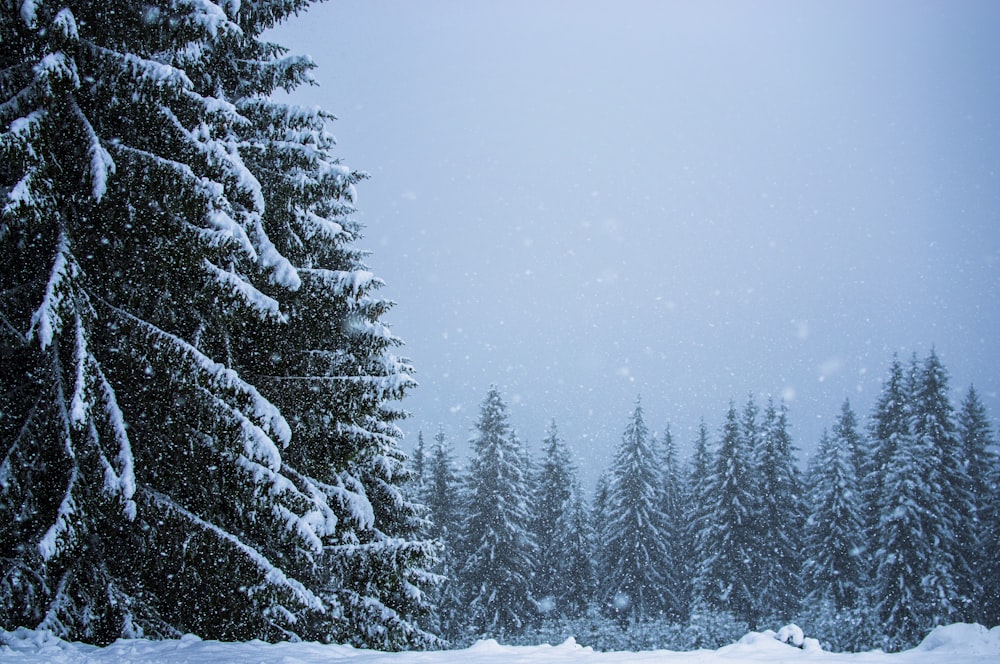 green pine trees during daytime