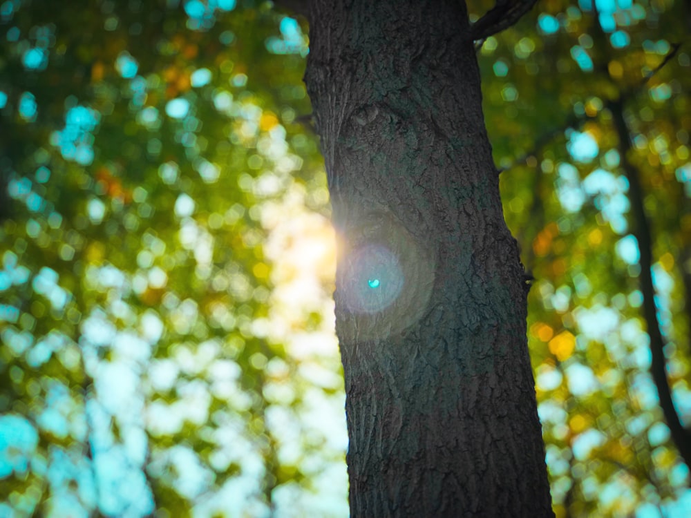 selective focus photography of tree