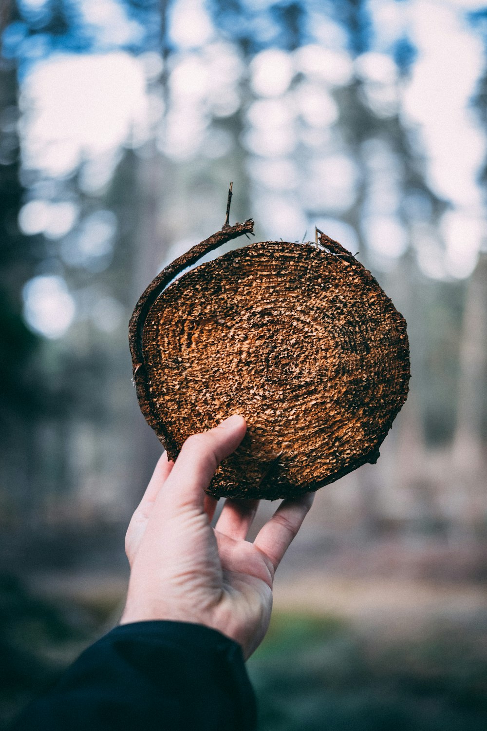 person holding round brown wood slab during daytime