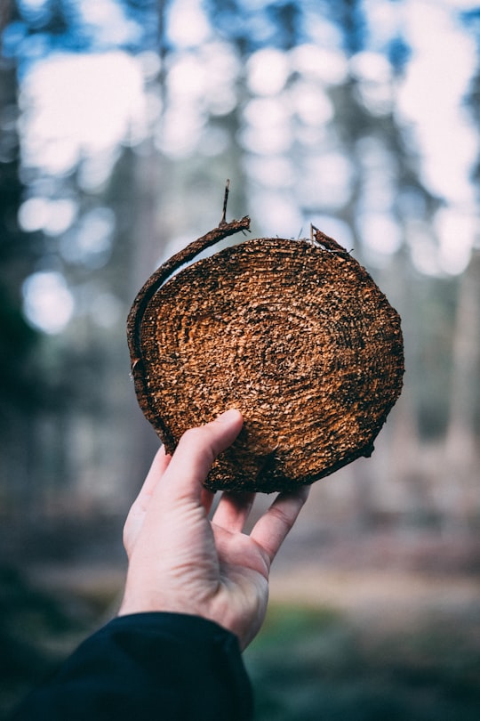 person holding round brown wood slab during daytime in Tilburg Netherlands