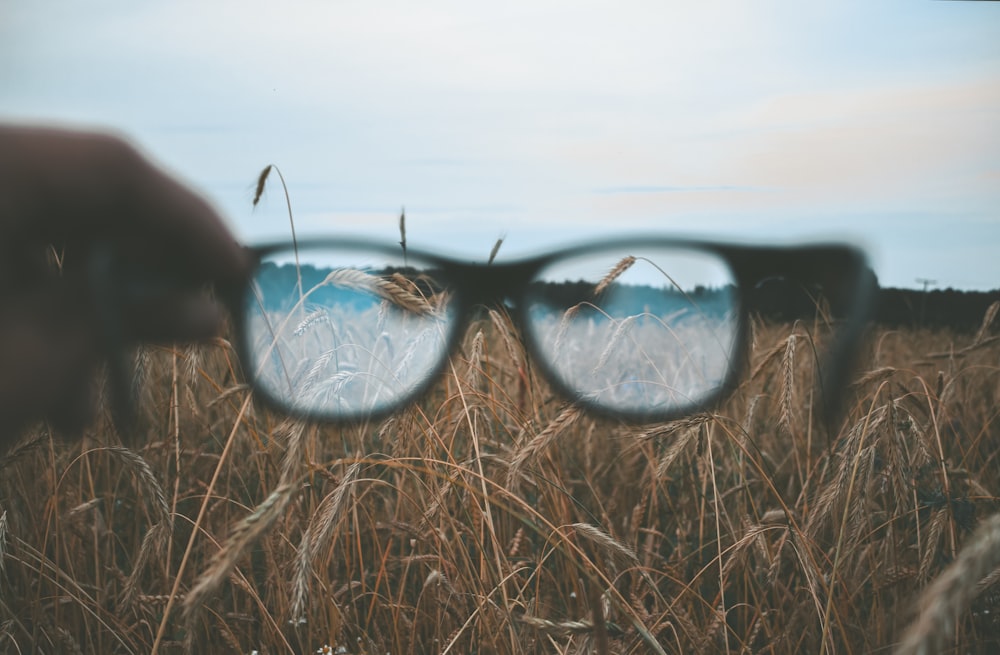 Personne tenant des lunettes à monture noire près d’un champ de blé pendant la journée