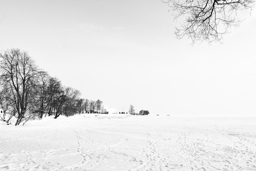 trees surrounded by snowfield