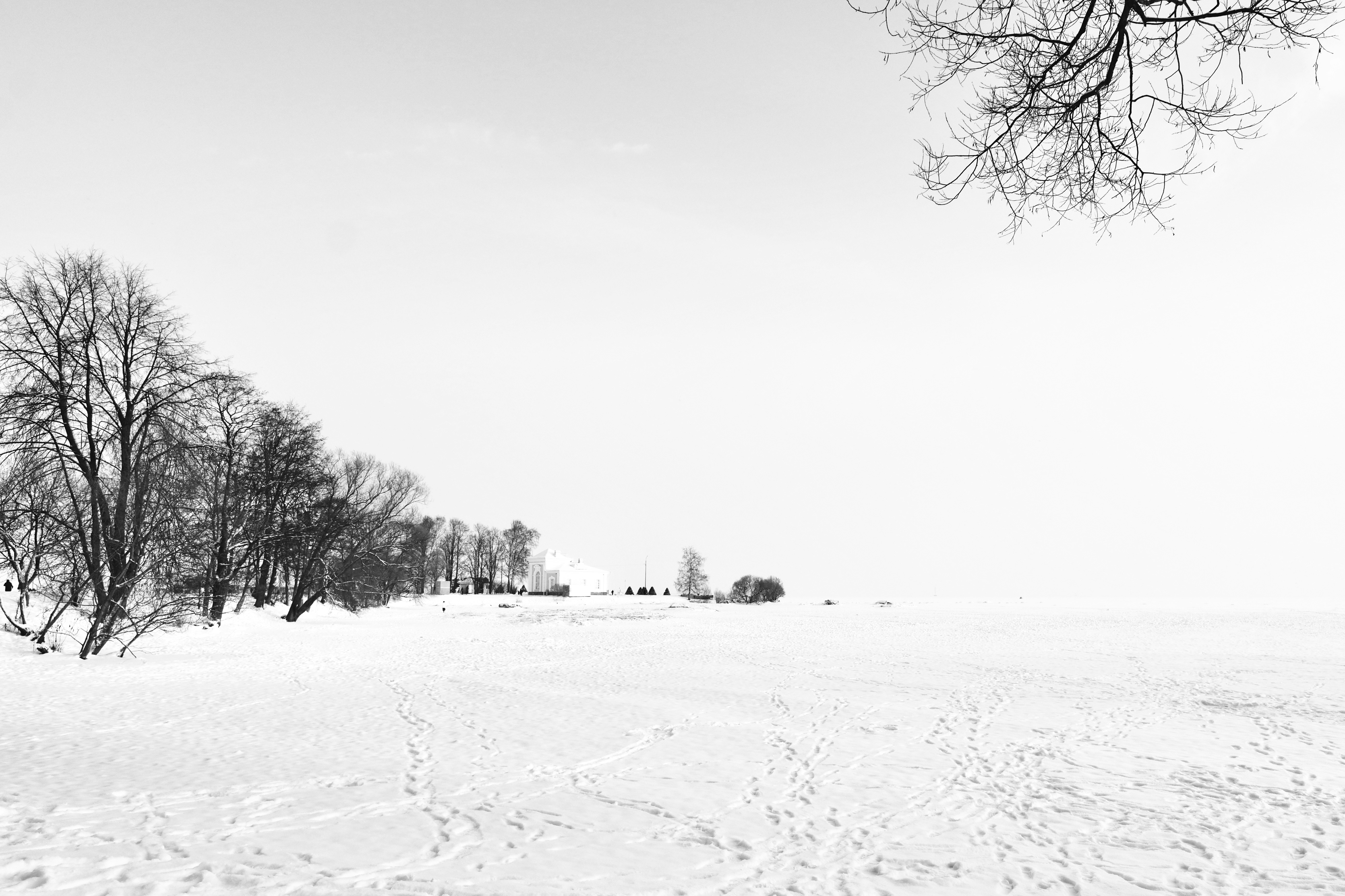 trees surrounded by snowfield