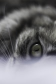 Close-up of a cat eye road stud showing its robust design and reflective surface.
