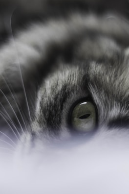 Close-up of a cat eye road stud showing its robust design and reflective surface.