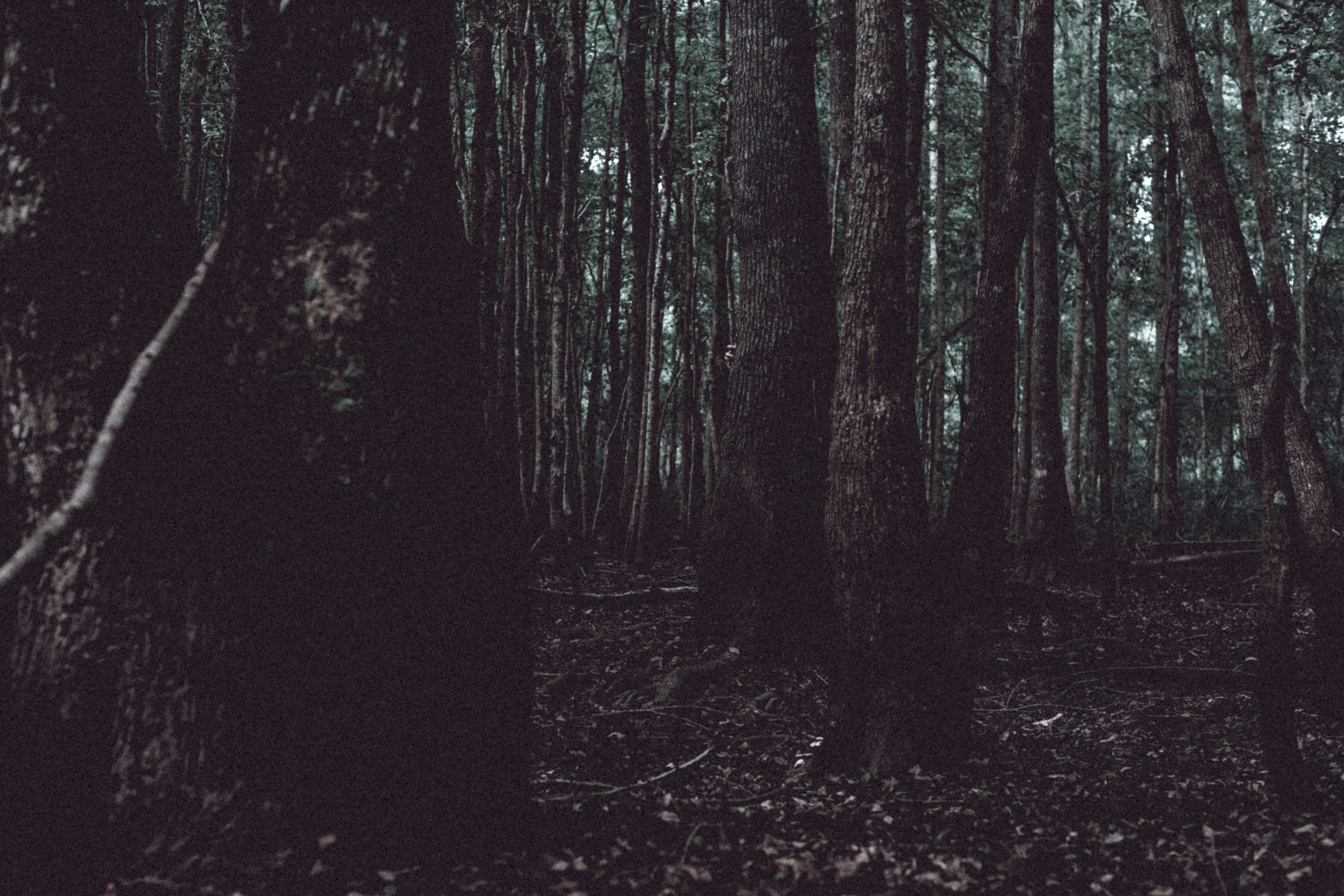 Photo by timothycdykes